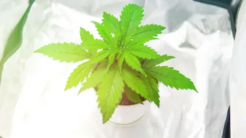 Imagem da noticia: Cultivo de cannabis: Justiça autoriza 174 pés por ano