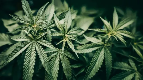 Imagem da noticia: Cannabis e canabidiol: USP recebe prêmio internacional