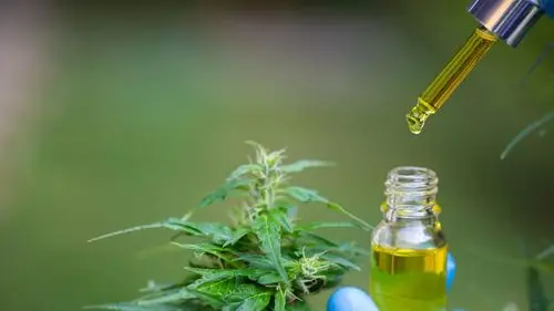 Imagem da noticia: Brasil pode liderar exportação de cannabis medicinal