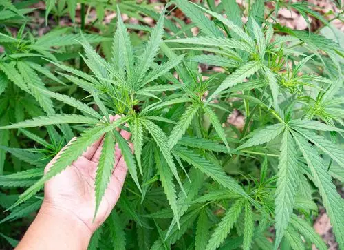 Imagem da noticia: Índica, sativa e híbrida: las principales diferencias entre las variedades de cannabis