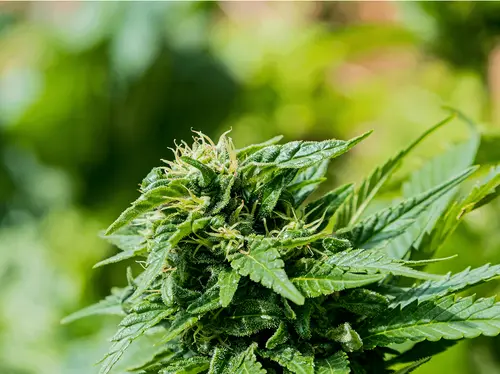 Paraguai faz história com a exportación de flores de Cannabis industrial para Suiza bajo el nombre de Kuñatai