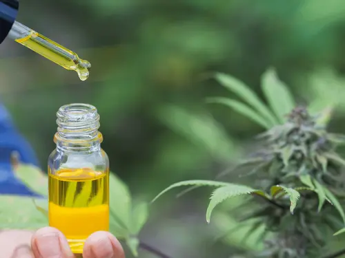 História da cannabis medicinal no Brasil