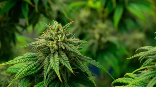 CRF-SP alerta sobre el riesgo de retroceso e inseguridad jurídica en la revisión de la norma de Cannabis