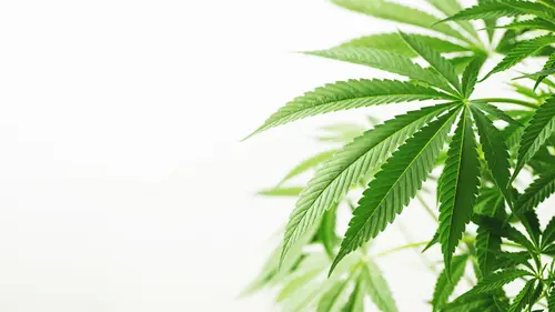 Hojas de cannabis, antes tratadas como residuo, pueden esconder potencial medicinal inexplorado
