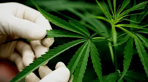 Boas práticas e ética: como a indústria da cannabis pode mitigar riscos na pesquisa