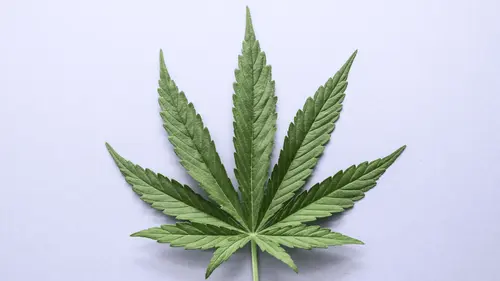 Imagem da noticia: Reino Unido divulga primeiro guia oficial para atuação policial sobre cannabis medicinal