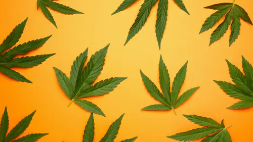 Cannabis y los primeros descubrimientos medicinales: la historia que comenzó por la boca