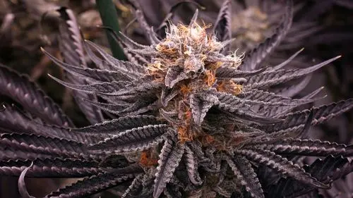 Consumidores e governo avançam para a legalização do THC