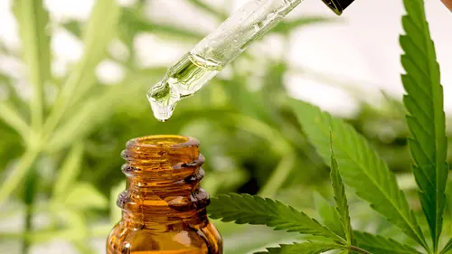 África do Sul lança primeiro curso superior de cannabis com foco na produção e gestão