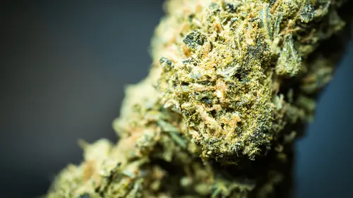 Paraguay se posiciona como futuro proveedor estratégico de cannabis para Brasil