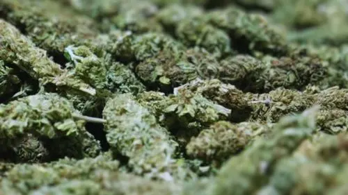 Paraguai avança no mercado internacional de cannabis: prepara seu primeiro envio de flores com THC para a Alemanha