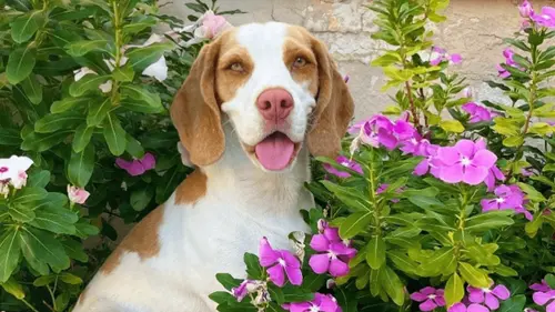Imagem da noticia: Conheça Flora, a cachorrinha que superou convulsões com a ajuda da cannabis