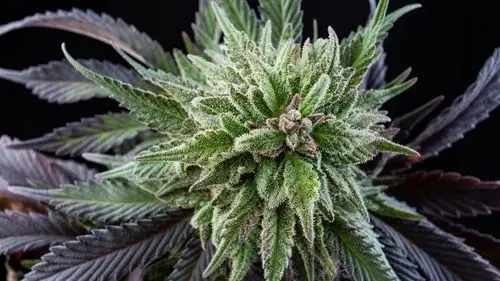 Mimosa: la variedad de cannabis que revolucionó el mercado