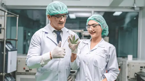 Composto personalizado de cannabis promete alívio da dor sem efeitos colaterais