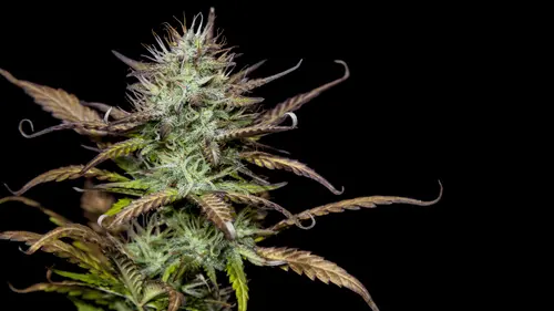 Estudo indica que terpenos de cannabis são retirados do pós-cirúrgico e de fibromialgia em camundongos