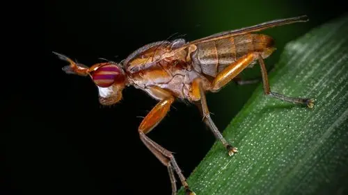 Control biológico en el cannabis: descubre cómo los insectos beneficiosos protegen el cultivo