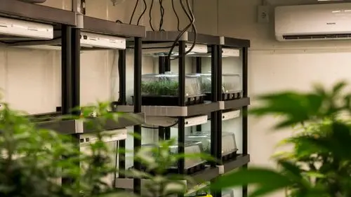 Comercialización de semillas y clones de cannabis psicoactiva avanza con nuevas licencias