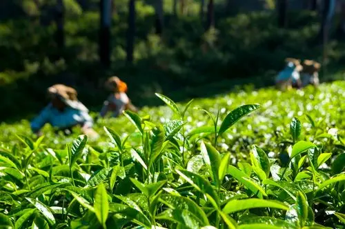 Legalidade de cânhamo pode impulsionar o mercado de chá na UE
