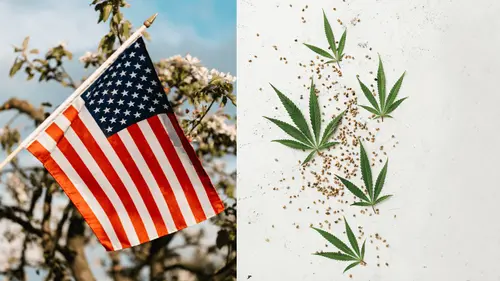 La mayoría de la población de EE. UU. está a favor de la legalización de la cannabis, según una encuesta