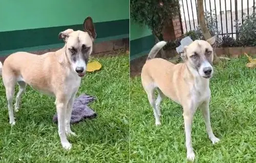 Luna, cachorrinha que luta contra o lúpus, completa 2 anos de tratamento com cannabis