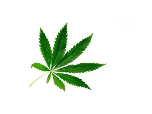 Pesquisadores prometem livro sobre a cannabis para segundo semestre de 2024