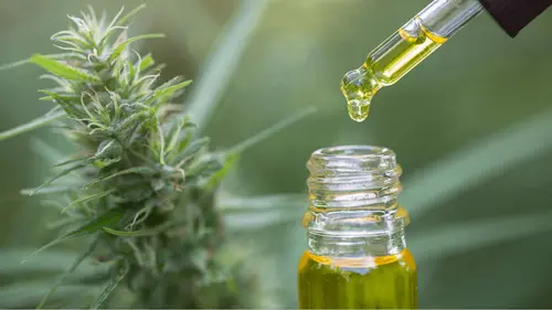 Familias de Betim pueden recibir cannabis medicinal por el SUS