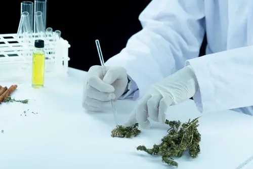 La evolución de la investigación con cannabis en Brasil: impactos y nuevas políticas públicas