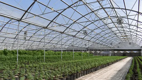 Después de 9 años, asociación de RN obtiene derecho al cultivo medicinal