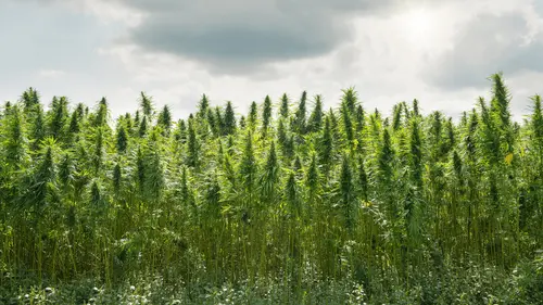 Informe destaca impactos ambientales de la política global de lucha contra las drogas