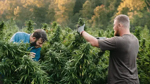 40 asociaciones de pacientes tienen habeas corpus para el cultivo de cannabis en Brasil