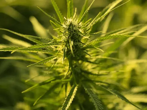 Fungal Potential in Hemp Poses Health Risks, Concludes Report