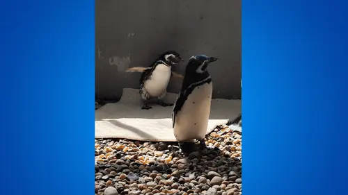Imagem da noticia: Del rescate a la recuperación: el viaje de dos pingüinos que ahora brillan en tierras paulistas