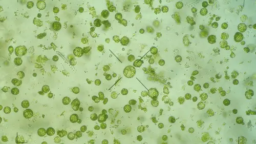 Regeneração parcial da Cannabis via protoplastos marca novo avanço na biotecnologia vegetal