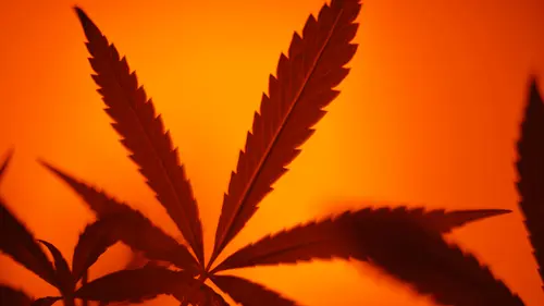 Estudio propone unidades de THC para medir cuándo el consumo de cannabis se vuelve excesivo