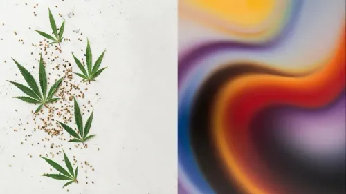 THC oral pode provocar efeitos semelhantes aos psicodélicos