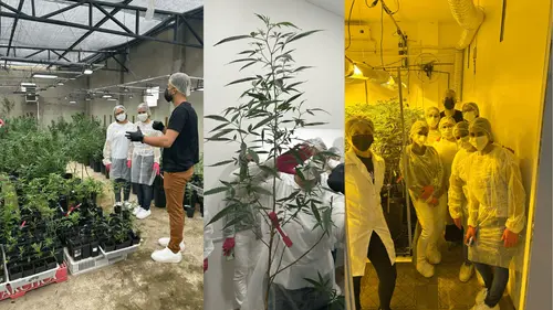 Imagem da noticia: Del laboratorio al aula: la cannabis medicinal llega a la formación académica
