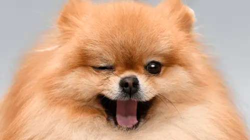 Imagem da noticia: Estudio sugiere que el CBD puede reducir la agresividad en perros