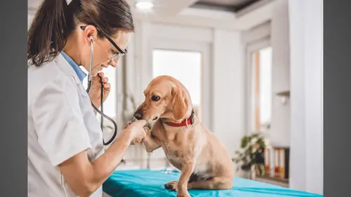 El CBD muestra eficacia en la osteoartritis, la epilepsia y las inflamaciones caninas, según un estudio