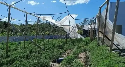 Ciclone-bomba ameaça o Sul; alerta no setor canábico
