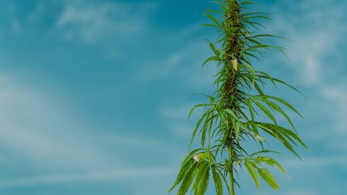 Imagem da noticia: UE quer padronizar regras de cultivo do cânhamo na Europa