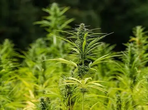 Cânhamo e Cannabis: entenda a diferença entre genética e legislação