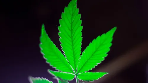 Canadá cogita suspender antecedentes criminais por cannabis