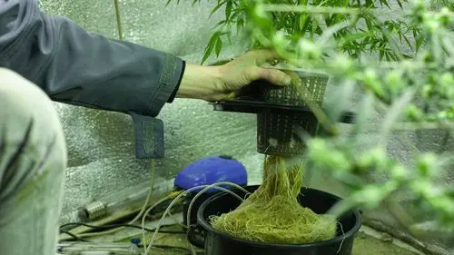Como cultivar cannabis hidropônica: guia completo para iniciantes e cultivadores experientes