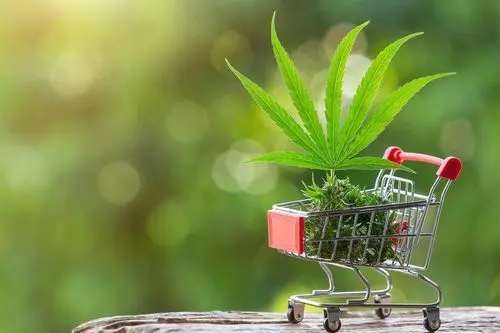 Imagem da noticia: Entrada de novos players potencializa mercado da cannabis