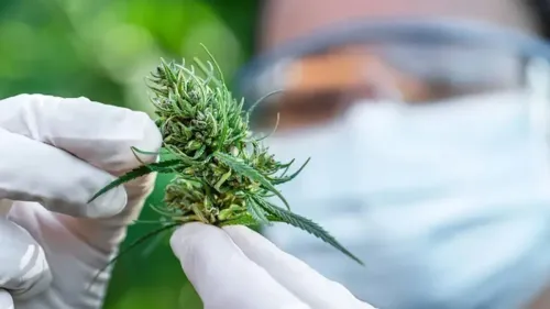 Imagem da noticia: Cannabis na Alemanha: flores deixam de ter reembolso