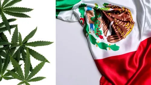 Cannabis no México: autoconsumo inclui alimentos com THC