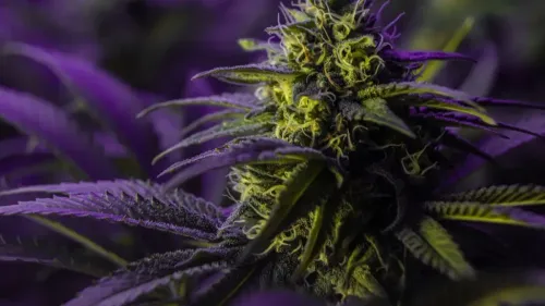 Cannabis nos EUA: o que mudou na percepção dos americanos