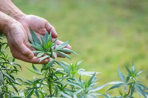 Imagem da noticia: Instituto Santa Planta busca promover acceso al uso terapéutico de cannabis en Brasil