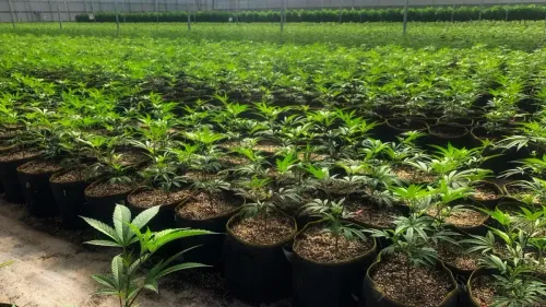 Imagem da noticia: Cultivo de cannabis medicinal: o que muda em Andorra?