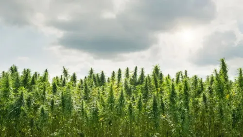 Cultivo de cannabis depende mesmo do clima? Saiba mais